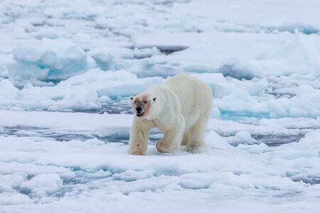 Polar bear of Spitzbergen (Ursus maritimus)の写真素材