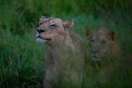 Mighty Lion watching the lionesses who are ready for the hunt in Masai Mara, Kenya (Panthera leo)の写真素材