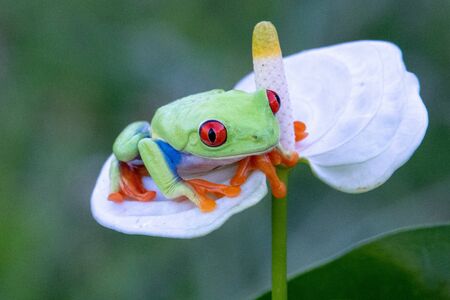 Frog/Red-Eyed Amazon Tree Frog (Agalychnis Callidryas)