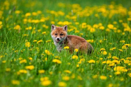 Jumping Red Fox, Vulpes vulpes, wildlife scene from Europe. Orange fur coat animal in the nature habitat.の写真素材