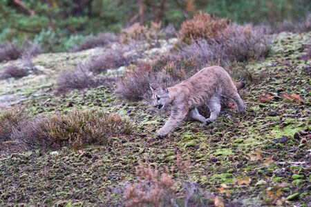 An endangered Florida PantherCougar(Puma concolor