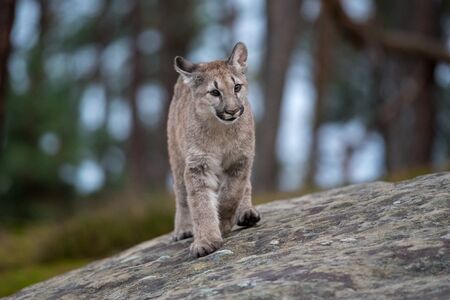 An endangered Florida PantherCougar(Puma concolor)の写真素材