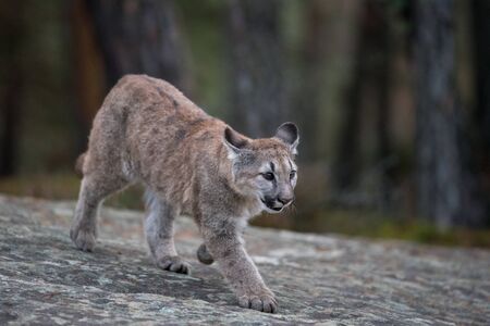 An endangered Florida PantherCougar(Puma concolor)の写真素材