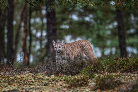 An endangered Florida PantherCougar(Puma concolor)の写真素材