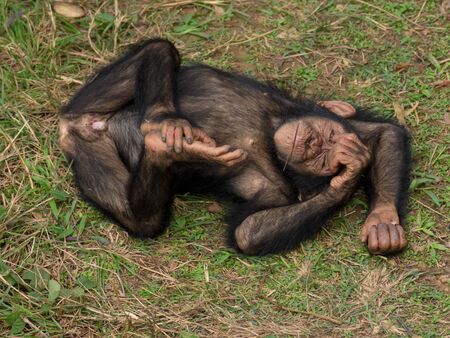 Chimpanzee consists of two extant species: the common chimpanzee and the bonobo. Together with humans, gorillas and orangutans they are part of the family Hominidae (the great apes). (Pan troglodytes)の写真素材