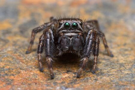 Evarcha arcuata Jumping Spider Macro Shot in nature