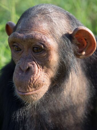 Chimpanzee consists of two extant species: the common chimpanzee and the bonobo. Together with humans, gorillas and orangutans they are part of the family Hominidae (the great apes). (Pan troglodytes)の写真素材