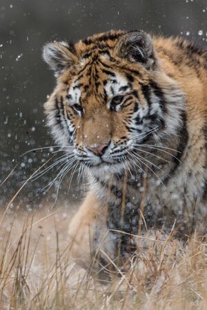 Siberian Tiger in the snow (Panthera tigris)の写真素材