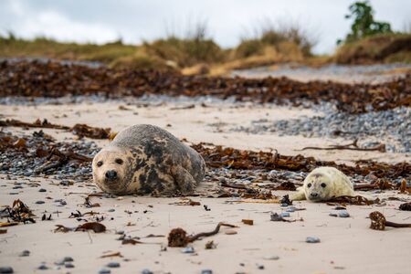 Atlantic Grey Seal Pup on Sandy Beach/Atlantic Grey Seal Pup/Atlantic Grey Seal Pup (Halichoerus Grypus)の写真素材