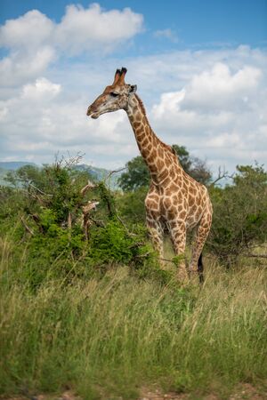 South African giraffe (Giraffa, G. camelopardalis) Family of giraffes standing on a hill in the thick lowveld, Pilanesberg National Park, Kalahari and lowveld, South Africaの写真素材