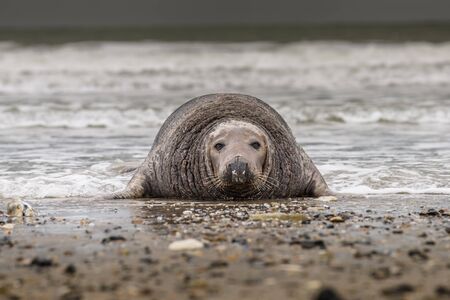 Atlantic Grey Seal Pup on Sandy Beach/Atlantic Grey Seal Pup/Atlantic Grey Seal Pup (Halichoerus Grypus)の写真素材