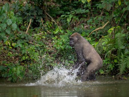 Gorilla in Gabon Endangered eastern gorilla in the beauty of african jungle (Gorilla gorilla)
