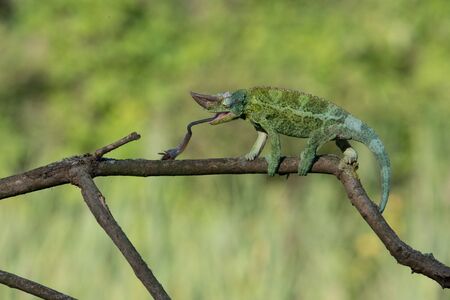 Chameleon Furcifer pardalis Ambolobe 2 years old, Madagascar endemic Panther chameleon in angry state, pure Ambilobe (Chamaeleoninae)の写真素材