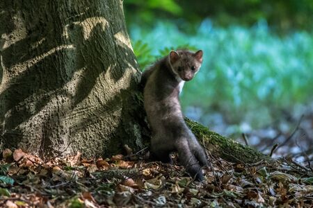 Stone marten, Martes foina, with clear green background. Detail portrait of forest animal. Small predator sitting on the beautiful green mossy tree trunk in the forest.の写真素材
