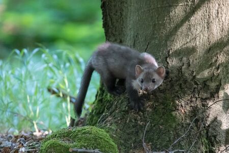 Stone marten, Martes foina, with clear green background. Detail portrait of forest animal. Small predator sitting on the beautiful green mossy tree trunk in the forest.の写真素材