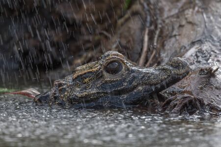 Black caiman (Melanosuchus niger) Amazon rainforest, Brazilの写真素材