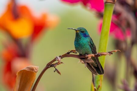 Hummingbird(Trochilidae)Flying gems
