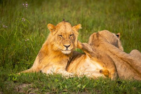 Mighty Lion watching the lionesses who are ready for the hunt in Masai Mara, Kenya (Panthera leo)の写真素材