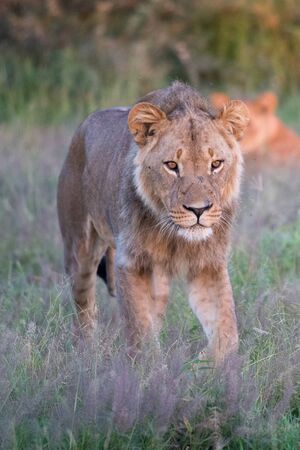 Mighty Lion watching the lionesses who are ready for the hunt in Masai Mara, Kenya (Panthera leo)の写真素材