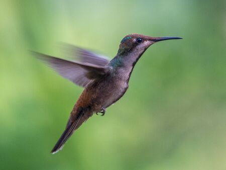 Hummingbird(Trochilidae)Flying gems ecuadorの写真素材