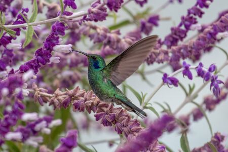 Hummingbird(Trochilidae)Flying gemsの写真素材