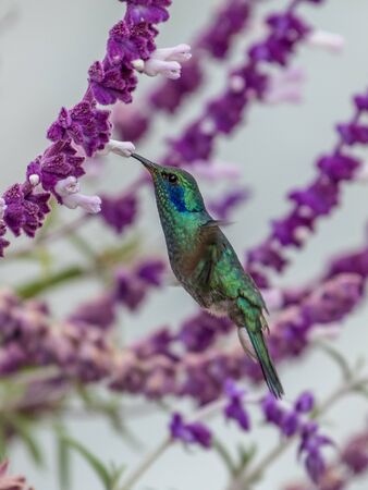 Hummingbird(Trochilidae)Flying gemsの写真素材