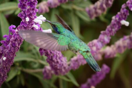 Hummingbird(Trochilidae)Flying gemsの写真素材