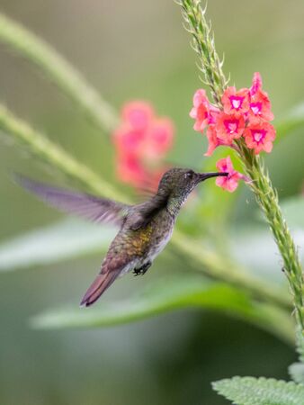 Hummingbird(Trochilidae)Flying gems ecuadorの写真素材