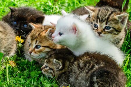 Group of little kittens in the grass