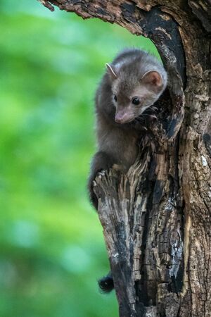 Stone marten, Martes foina, with clear green background. Detail portrait of forest animal. Small predator sitting on the beautiful green mossy tree trunk in the forest.の写真素材