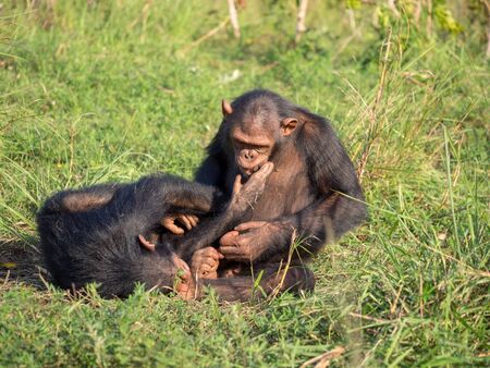 Chimpanzee consists of two extant species: the common chimpanzee and the bonobo. Together with humans, gorillas and orangutans they are part of the family Hominidae (the great apes). (Pan troglodytes)の写真素材