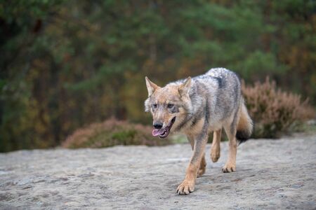 Close up portrait of a grey wolf (Canis Lupus) also known as Timber wolf displaying an agressive...