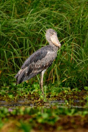 The Shoebill , Balaeniceps rex, also known as Whalehead, is a very