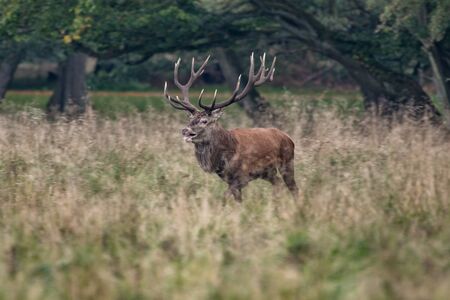 Red Deer Stags (Cervus elaphus)の写真素材