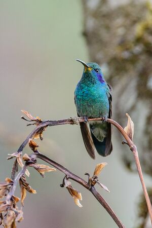 Hummingbird(Trochilidae)Flying gemsの写真素材