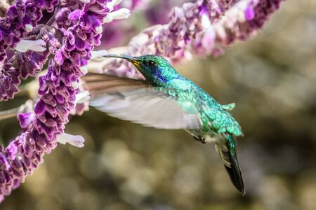 Hummingbird(Trochilidae)Flying gemsの写真素材
