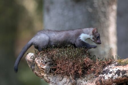 Stone marten, Martes foina, with clear green background. Detail portrait of forest animal. Small...