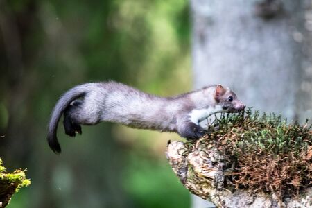 Stone marten, Martes foina, with clear green background. Detail portrait of forest animal. Small predator sitting on the beautiful green mossy tree trunk in the forest.の写真素材