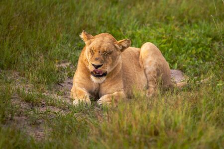 Mighty Lion watching the lionesses who are ready for the hunt in Masai Mara, Kenya (Panthera leo)の写真素材