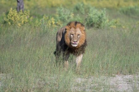 Mighty Lion watching the lionesses who are ready for the hunt in Masai Mara, Kenya (Panthera leo)の写真素材
