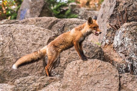 Red Fox jumping , Vulpes vulpes, wildlife scene from Europe. Orange fur coat animal in the nature...