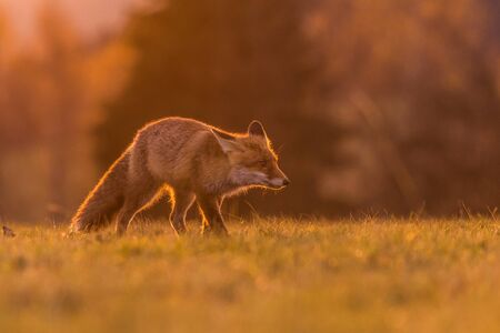 Cute Red Fox, Vulpes vulpes in fall forest. Beautiful animal in the nature habitat. Wildlife scene from the wild nature. Red fox running in orange autumn leavesの写真素材