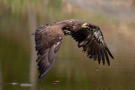 White-tailed Eagle, Haliaeetus albicilla, flying above the water, bird of prey with forest in...