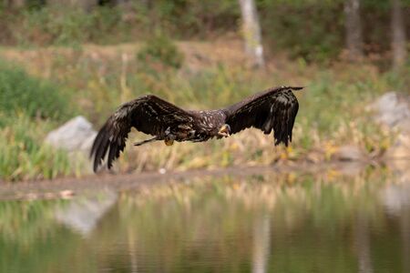 White-tailed Eagle, Haliaeetus albicilla, flying above the water, bird of prey with forest in...
