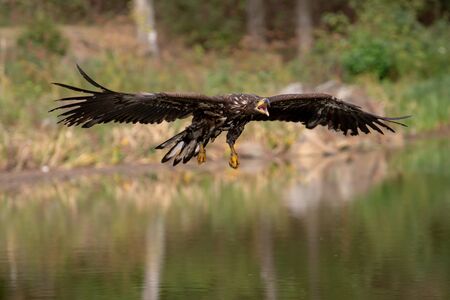 White-tailed Eagle, Haliaeetus albicilla, flying above the water, bird of prey with forest in...