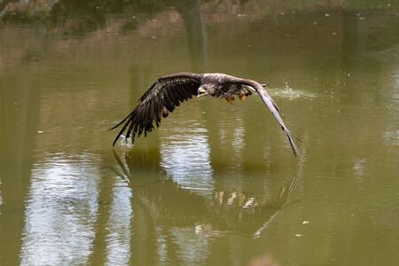 White-tailed Eagle, Haliaeetus albicilla, flying above the water, bird of prey with forest in...