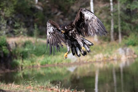 White-tailed Eagle, Haliaeetus albicilla, flying above the water, bird of prey with forest in...