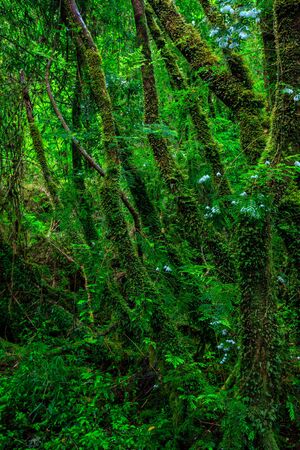 Detail of the enchanted forest in carretera austral, Bosque encantado Chile patagoniaの写真素材