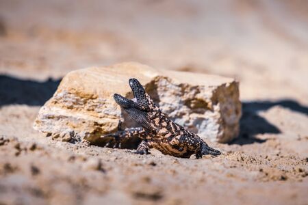 Lizard Gila Monster( Heloderma suspectum)の写真素材