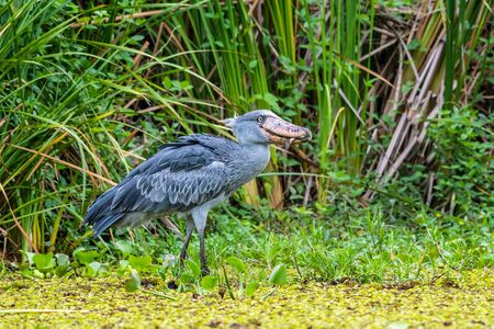 The Shoebill , Balaeniceps rex, also known as Whalehead, is a very large stork-like bird. It derives its name from its massive shoe-shaped bill.の写真素材
